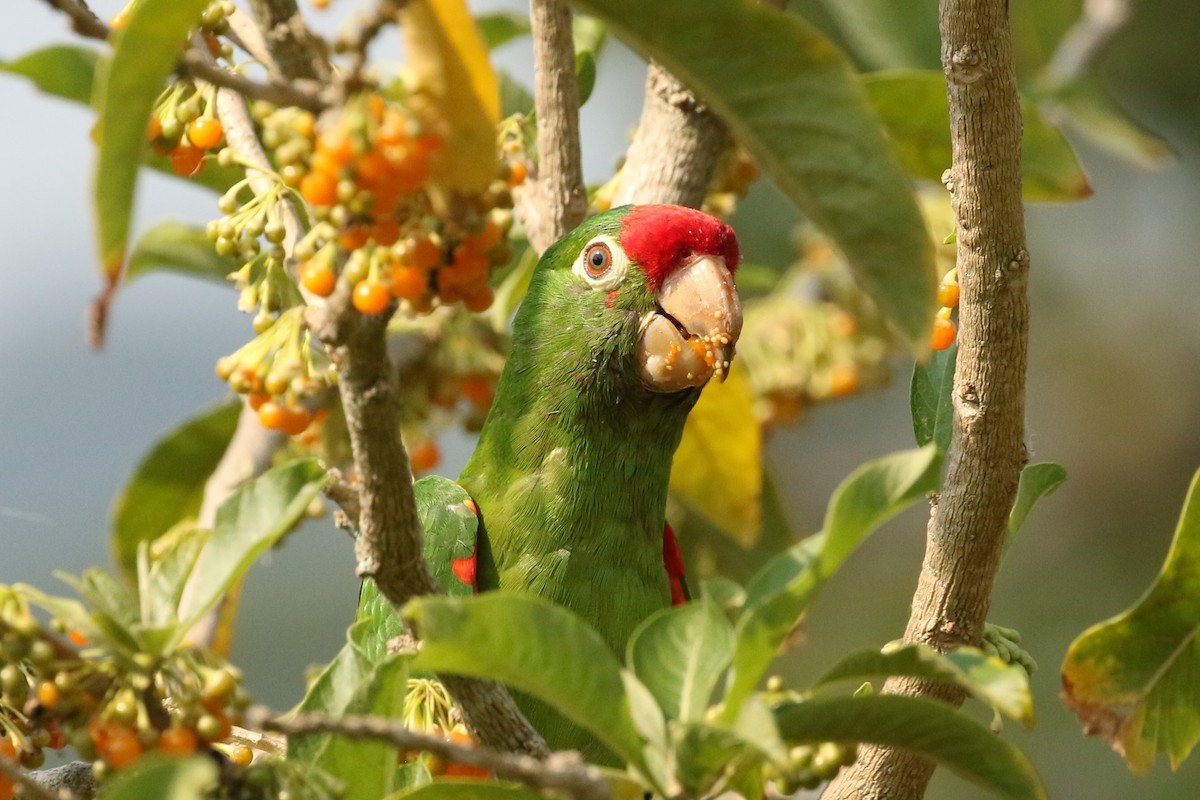 Crimson-fronted Parakeet - John and Milena Beer