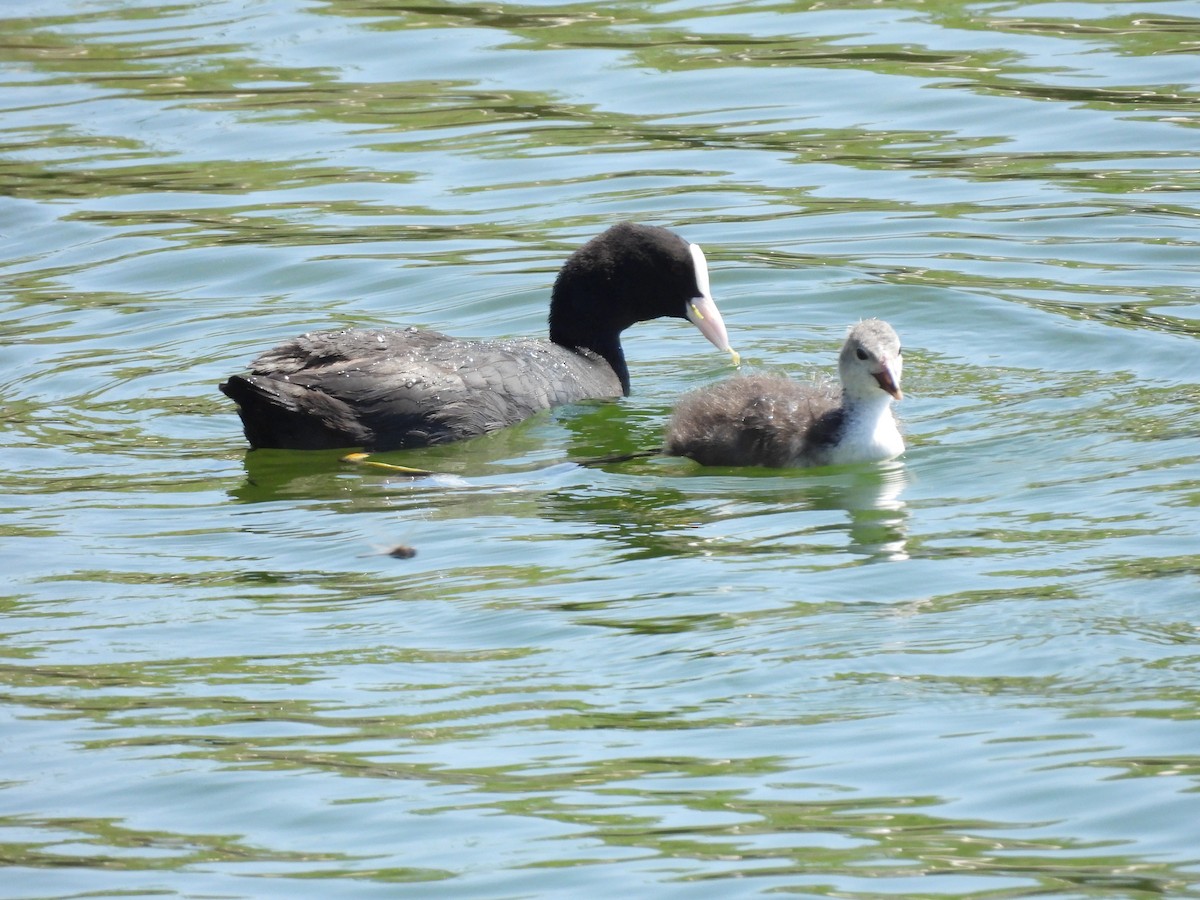 Eurasian Coot - Fot Tsak