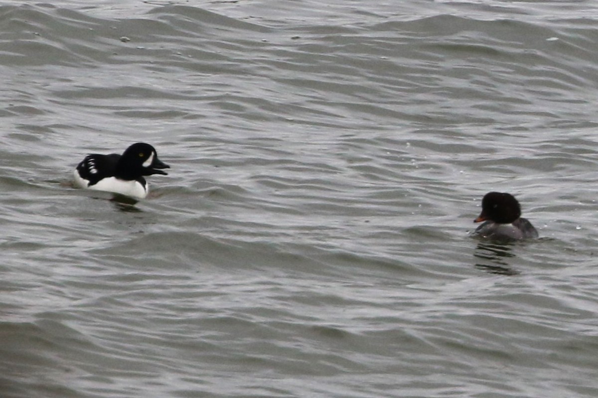 Barrow's Goldeneye - ML619564204