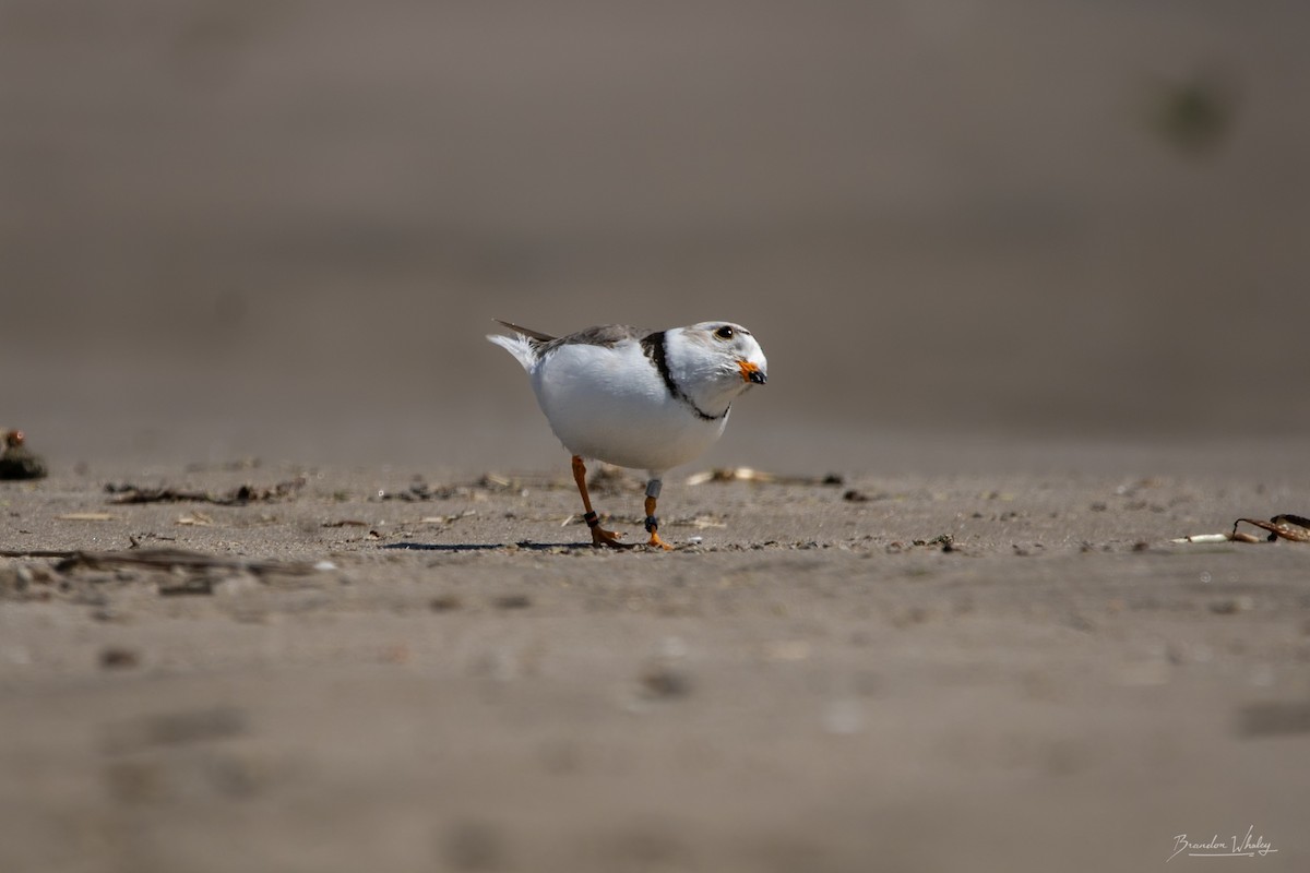 Piping Plover - ML619564205