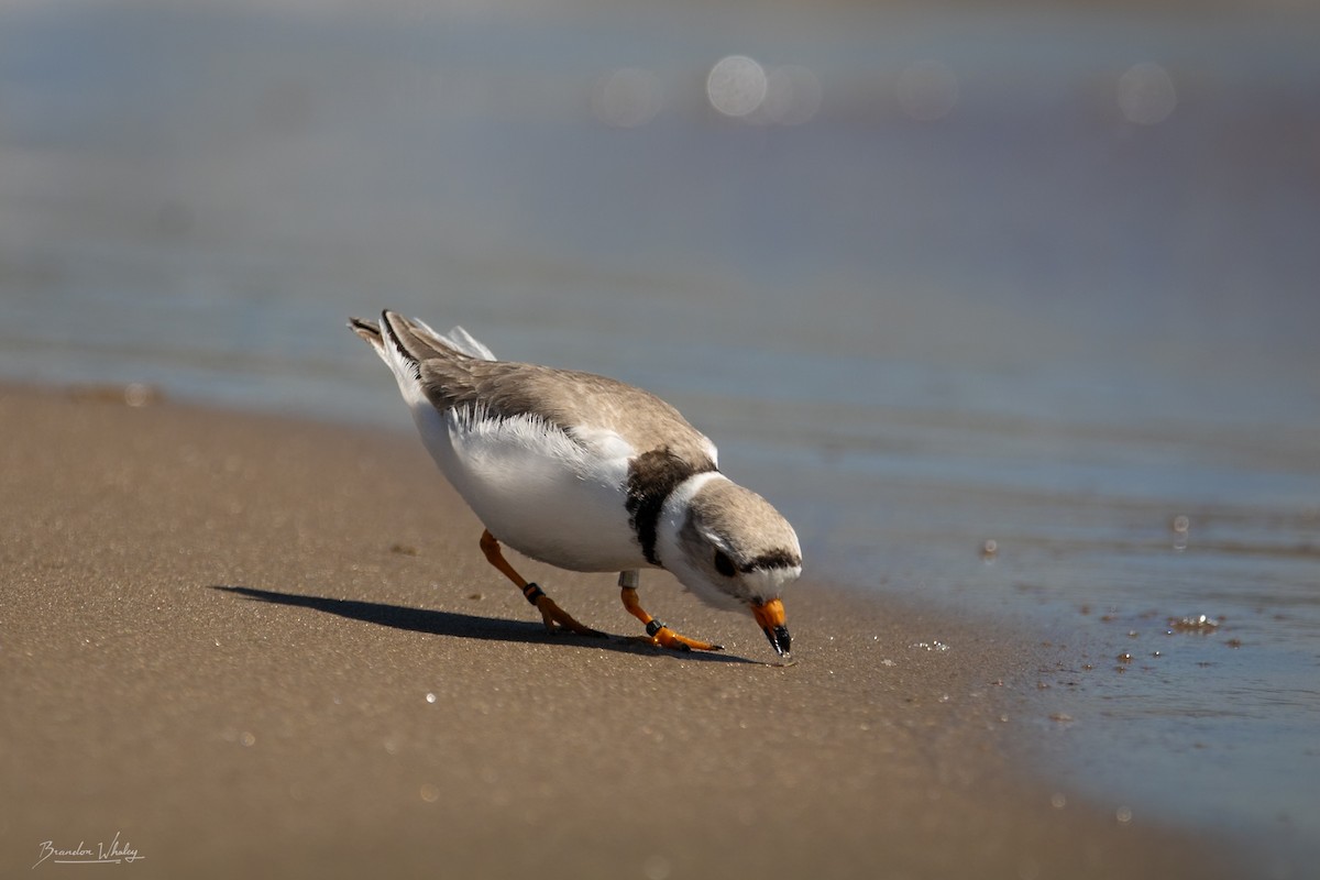 Piping Plover - ML619564206