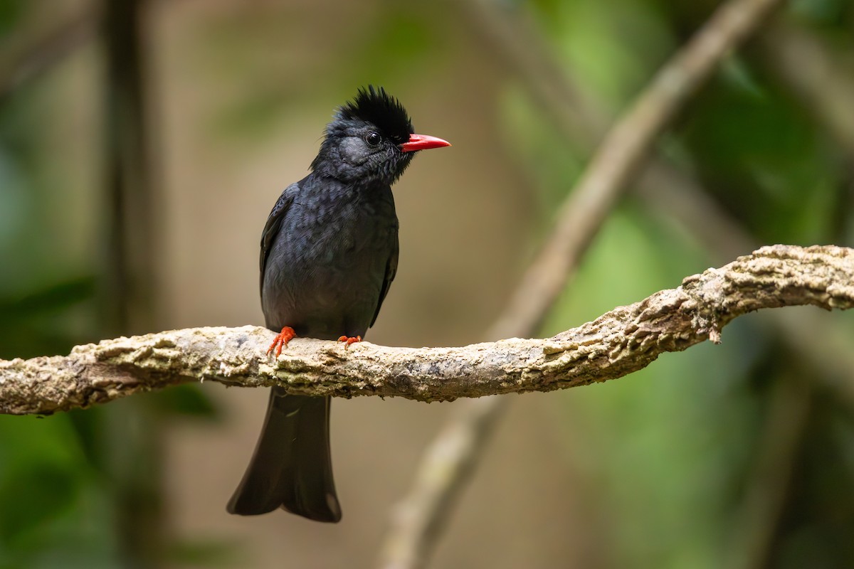 Black Bulbul - ML619564211