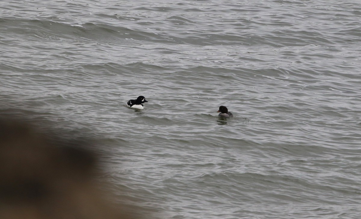 Barrow's Goldeneye - ML619564224