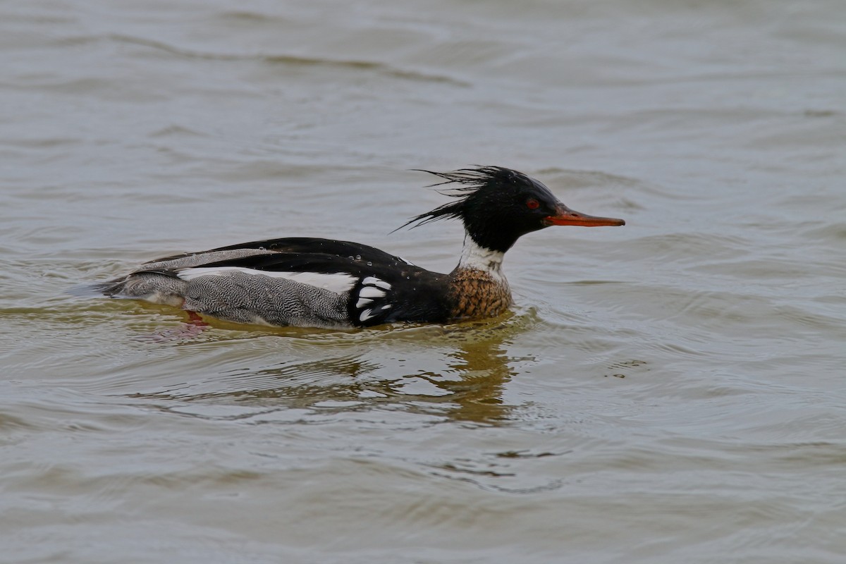Red-breasted Merganser - Devin Griffiths