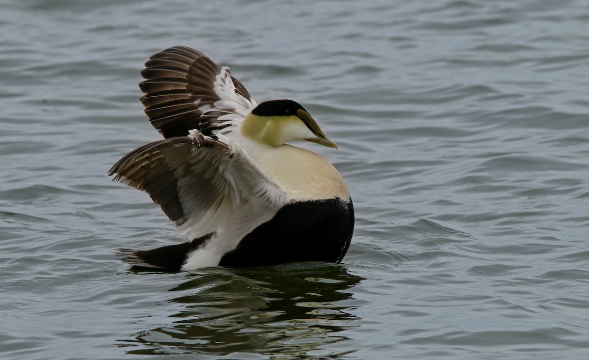 Common Eider - Devin Griffiths