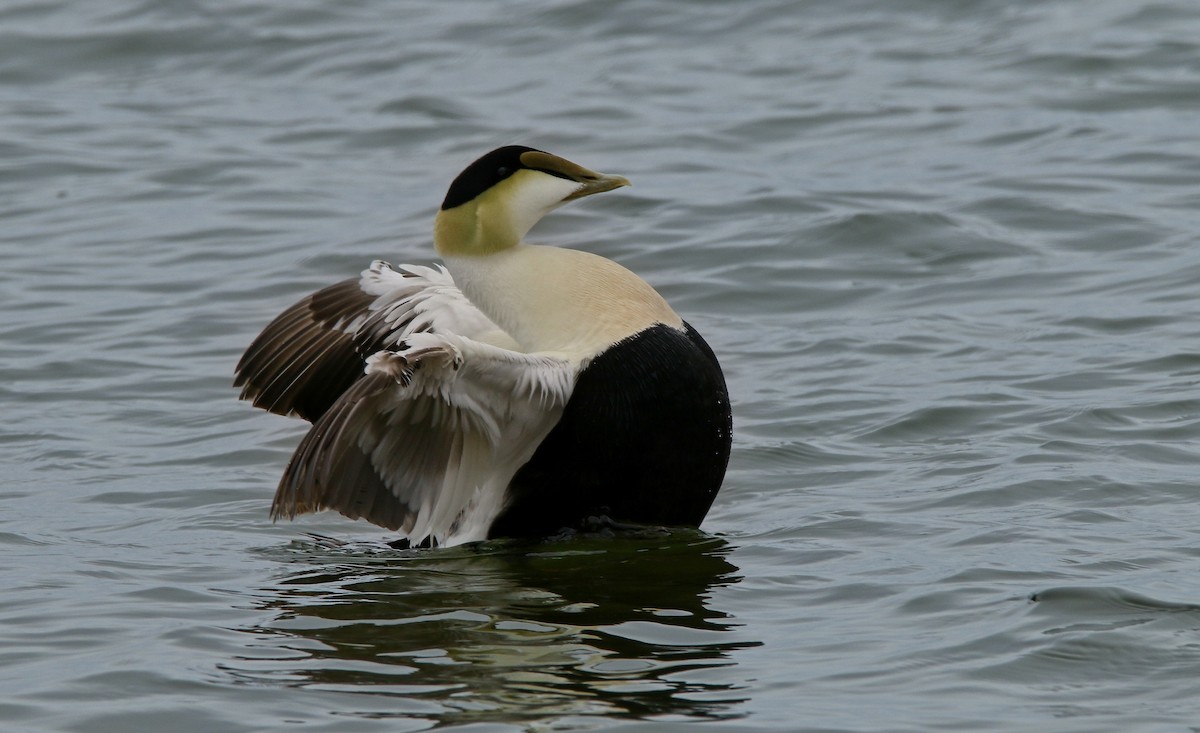 Common Eider - Devin Griffiths