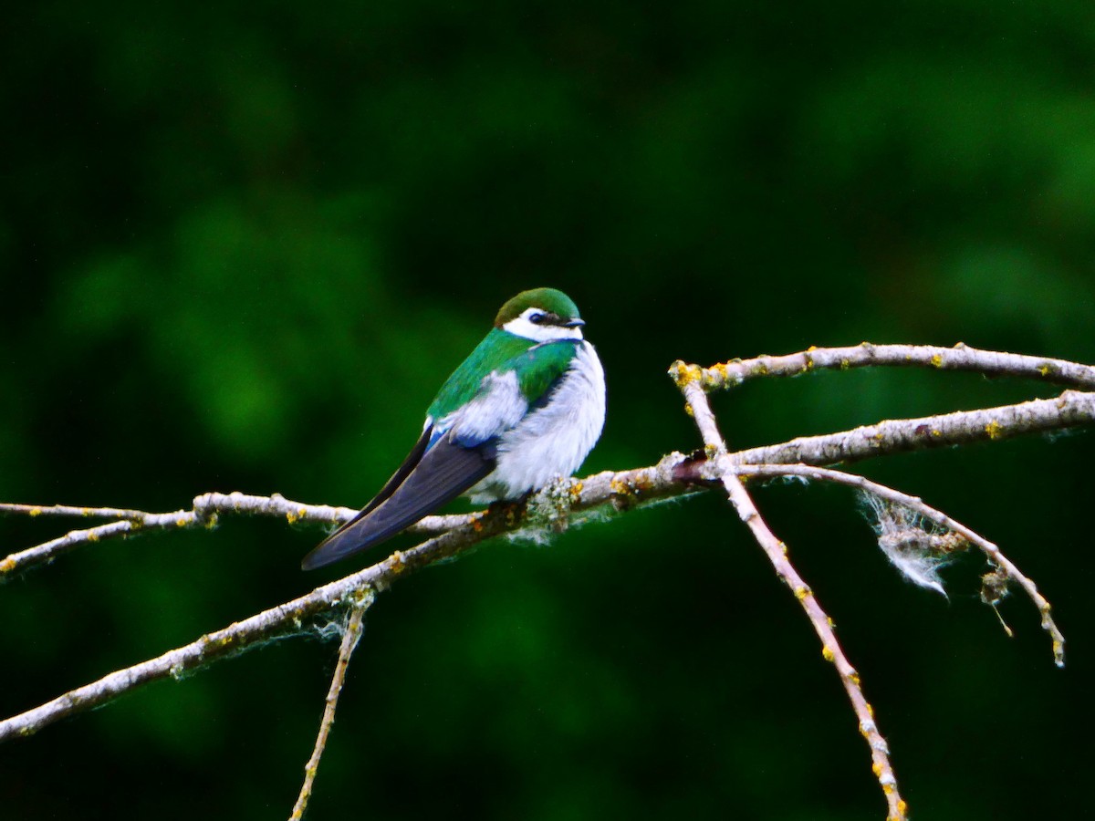 Violet-green Swallow - Aldrin Leung