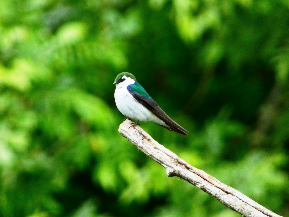 Violet-green Swallow - Aldrin Leung