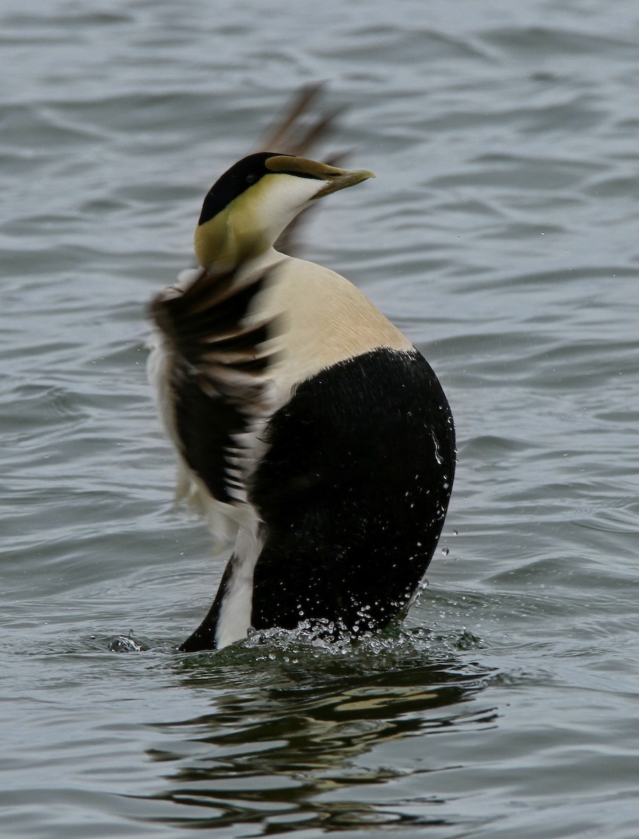 Common Eider - Devin Griffiths