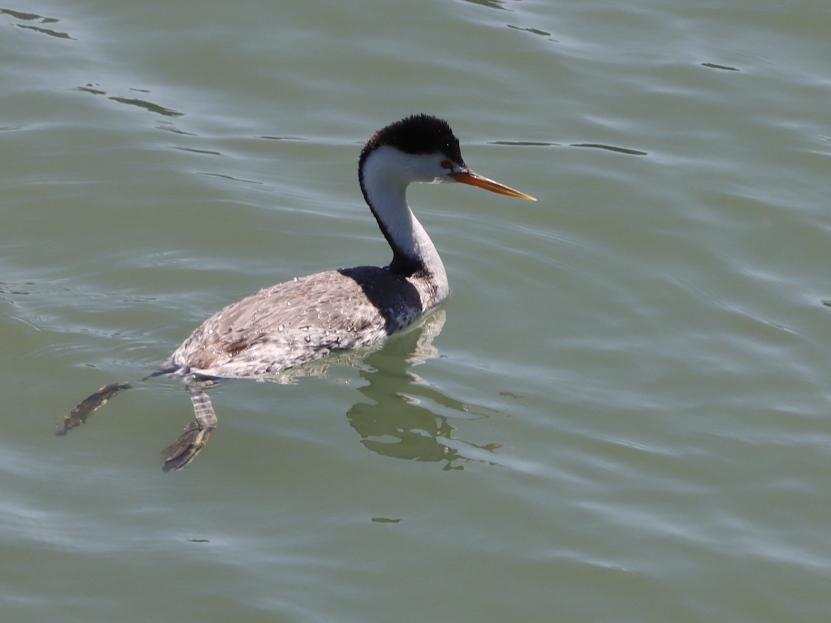 Clark's Grebe - Rene sun