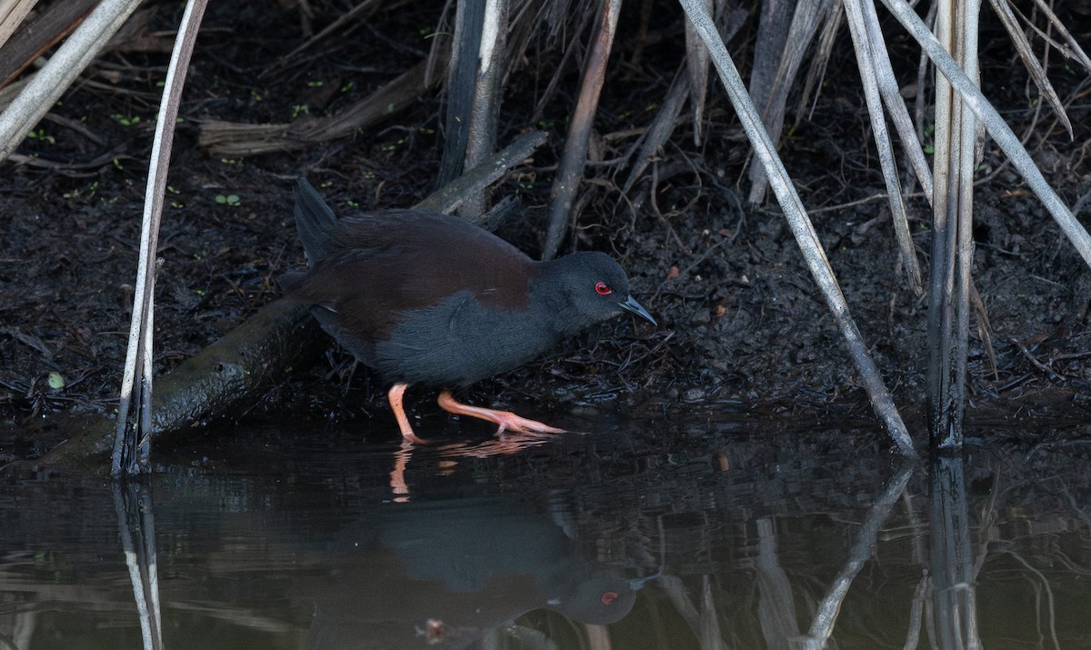 Spotless Crake - Miguel  Mejias