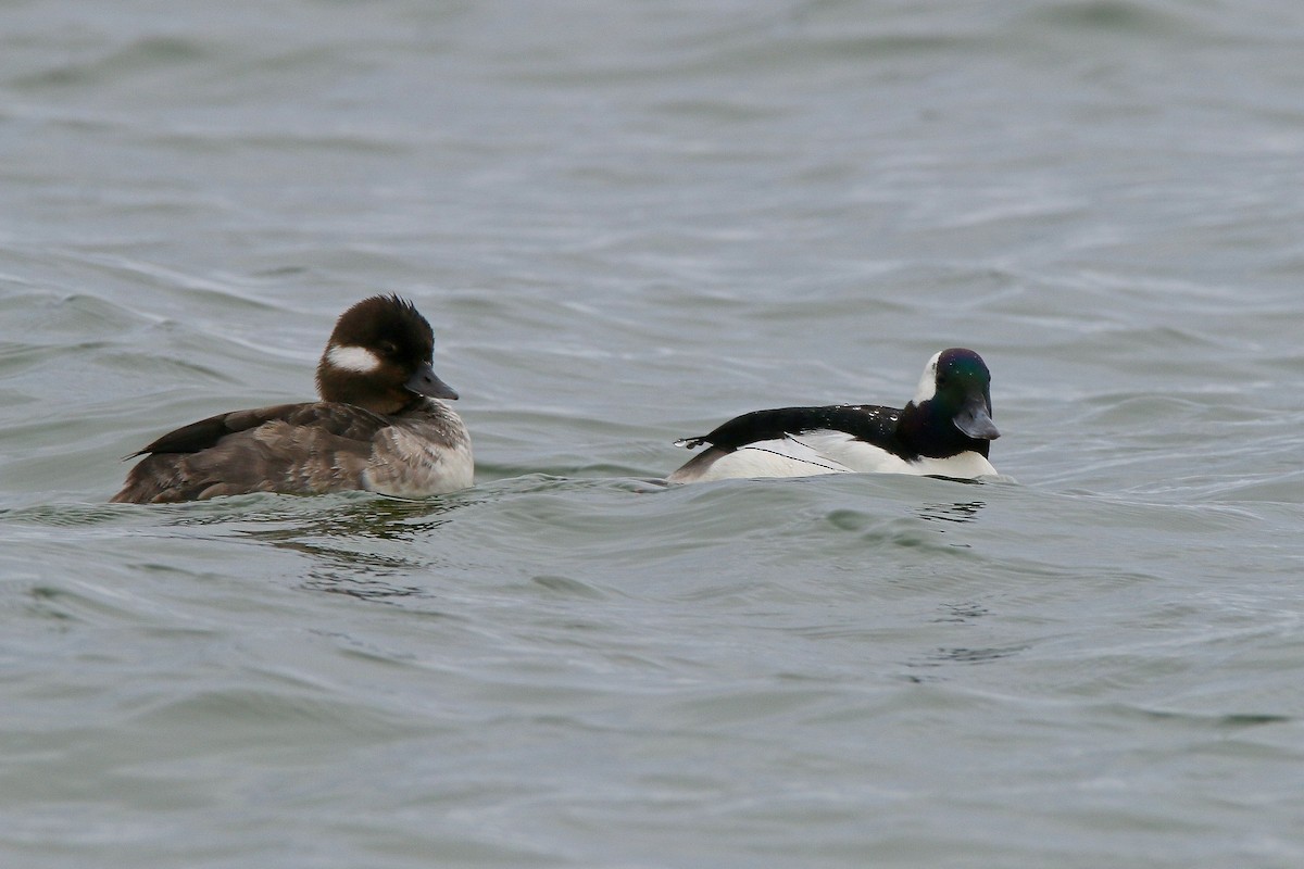 Bufflehead - Devin Griffiths