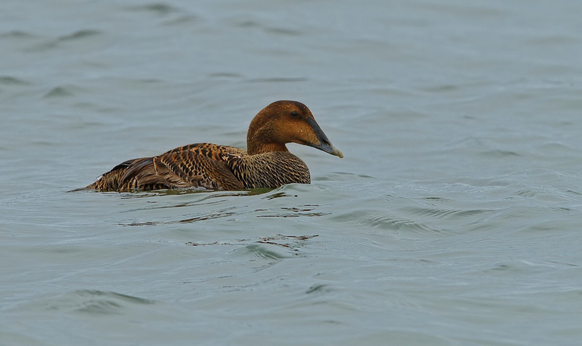 Common Eider - Devin Griffiths