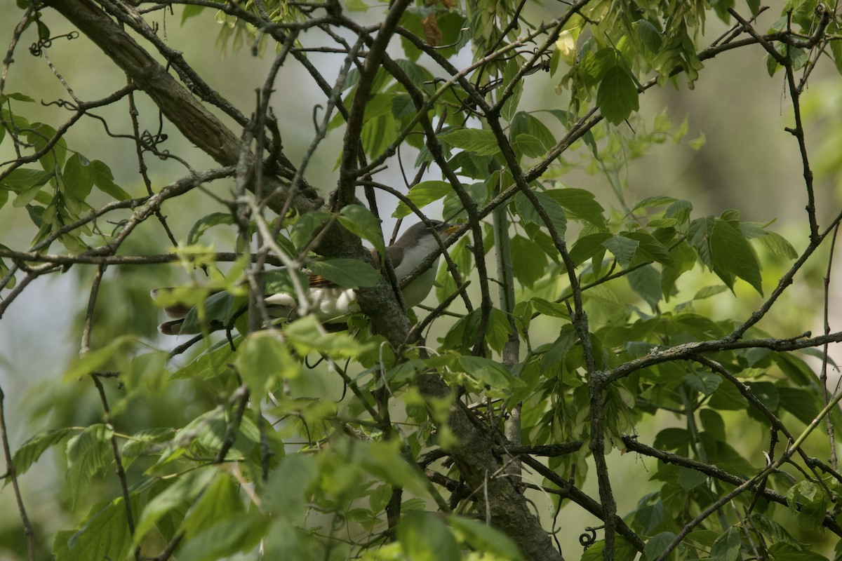 Yellow-billed Cuckoo - Paul Miller