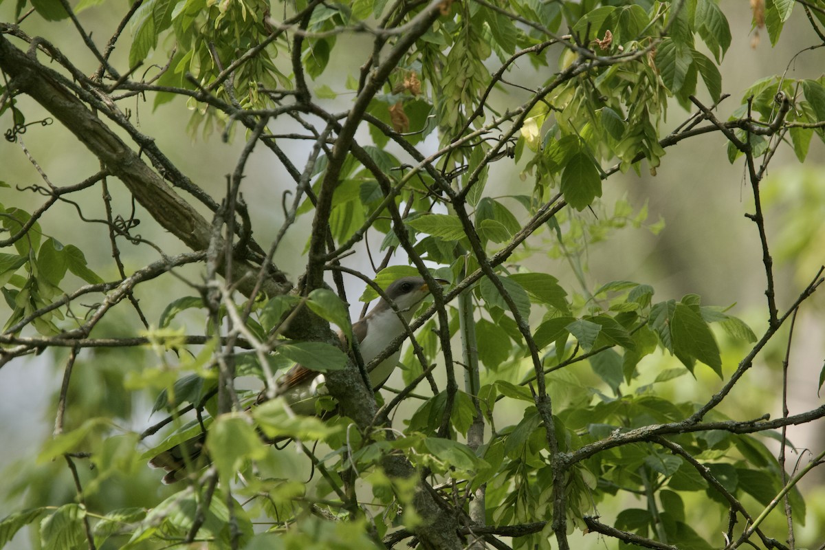 Yellow-billed Cuckoo - Paul Miller