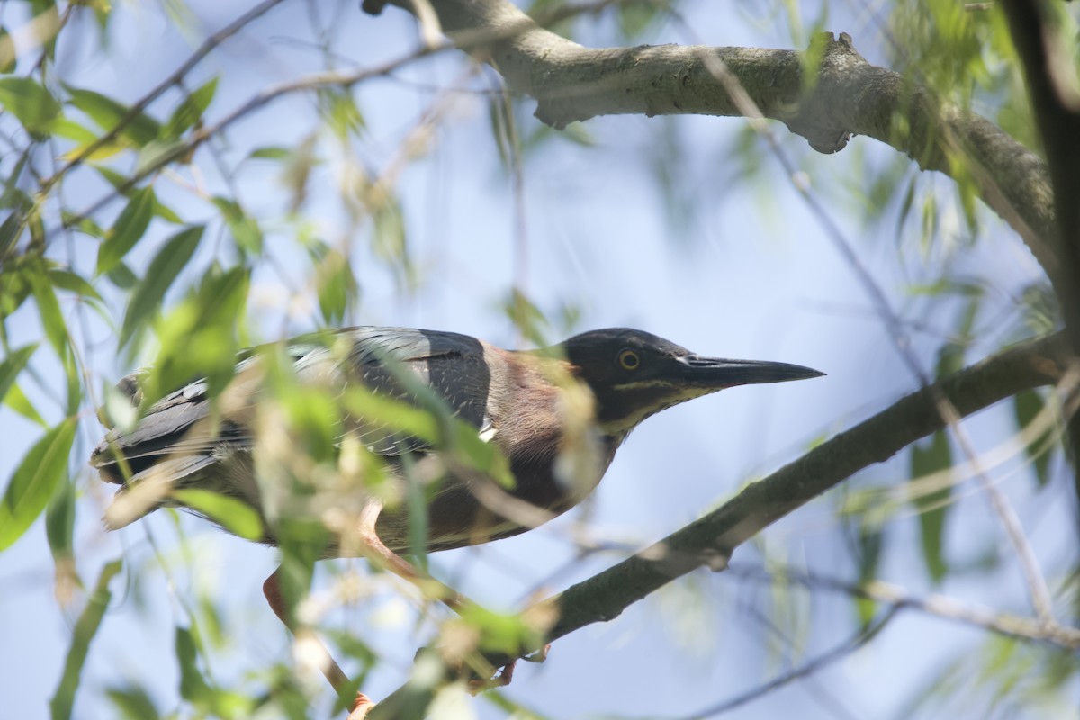 Green Heron - Paul Miller