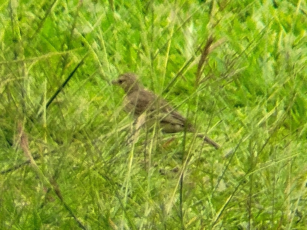 Paddyfield Pipit - Lars Mannzen