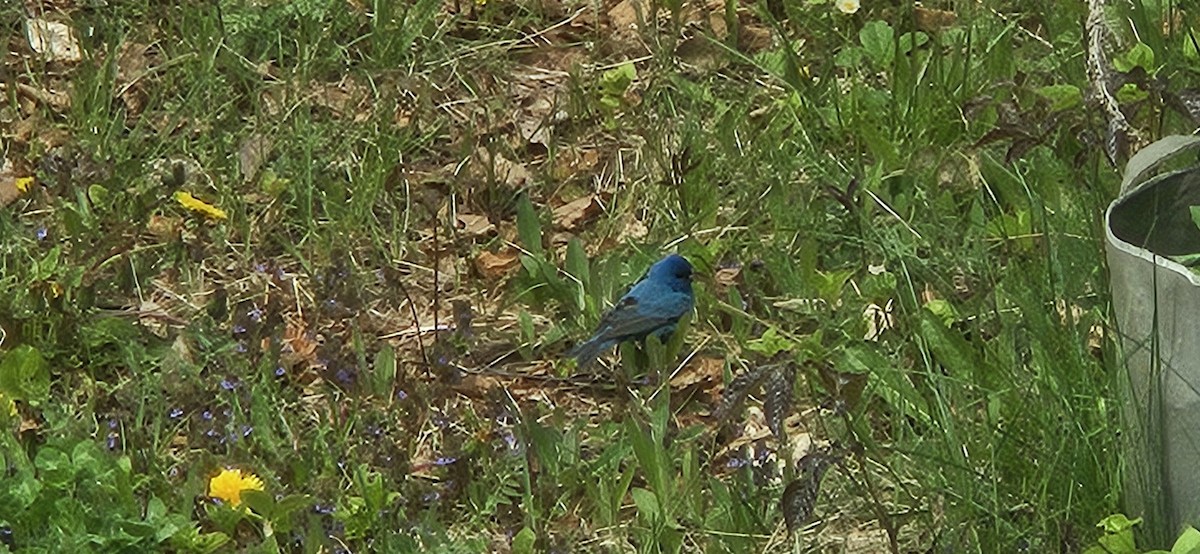 Indigo Bunting - Mathieu Roberge