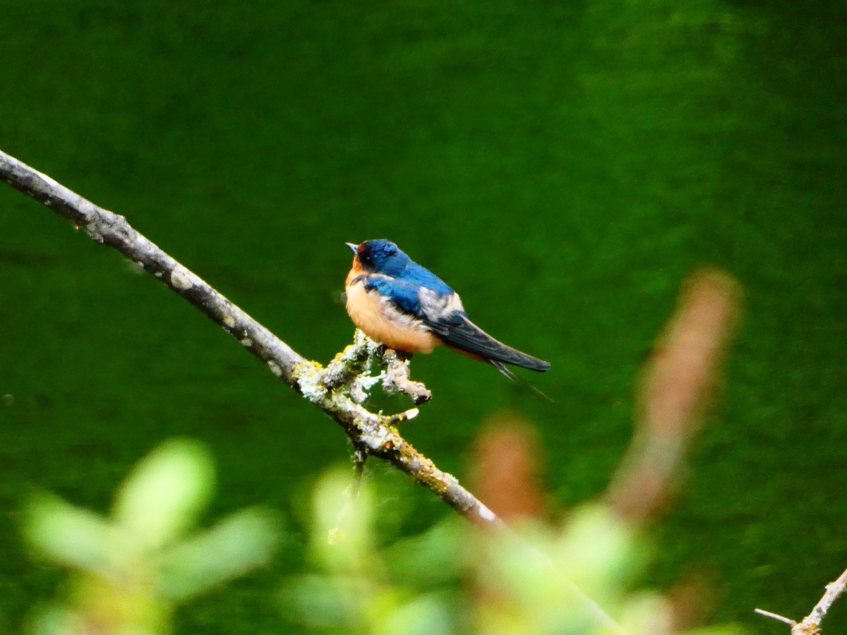 Barn Swallow - Aldrin Leung