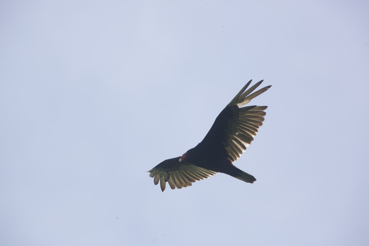 Turkey Vulture - ML619564280