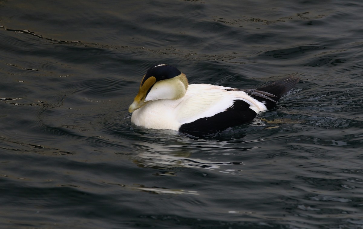 Common Eider - Devin Griffiths