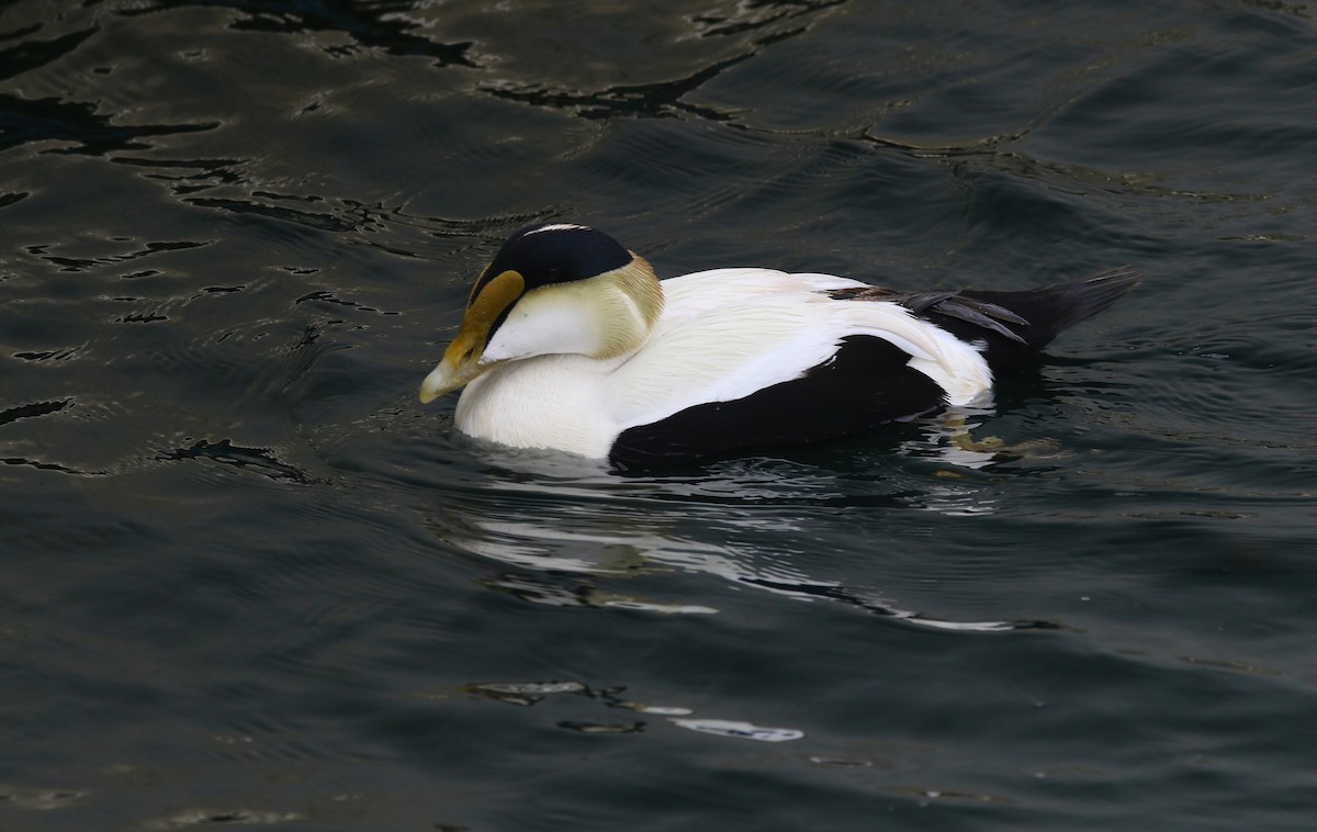 Common Eider - Devin Griffiths