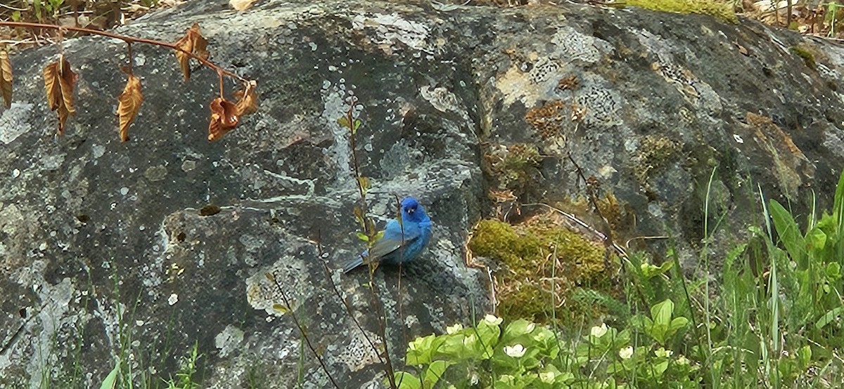 Indigo Bunting - Mathieu Roberge