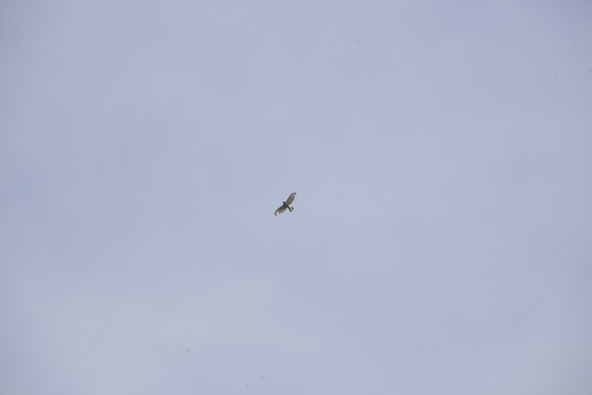 Red-shouldered Hawk - Paul Miller