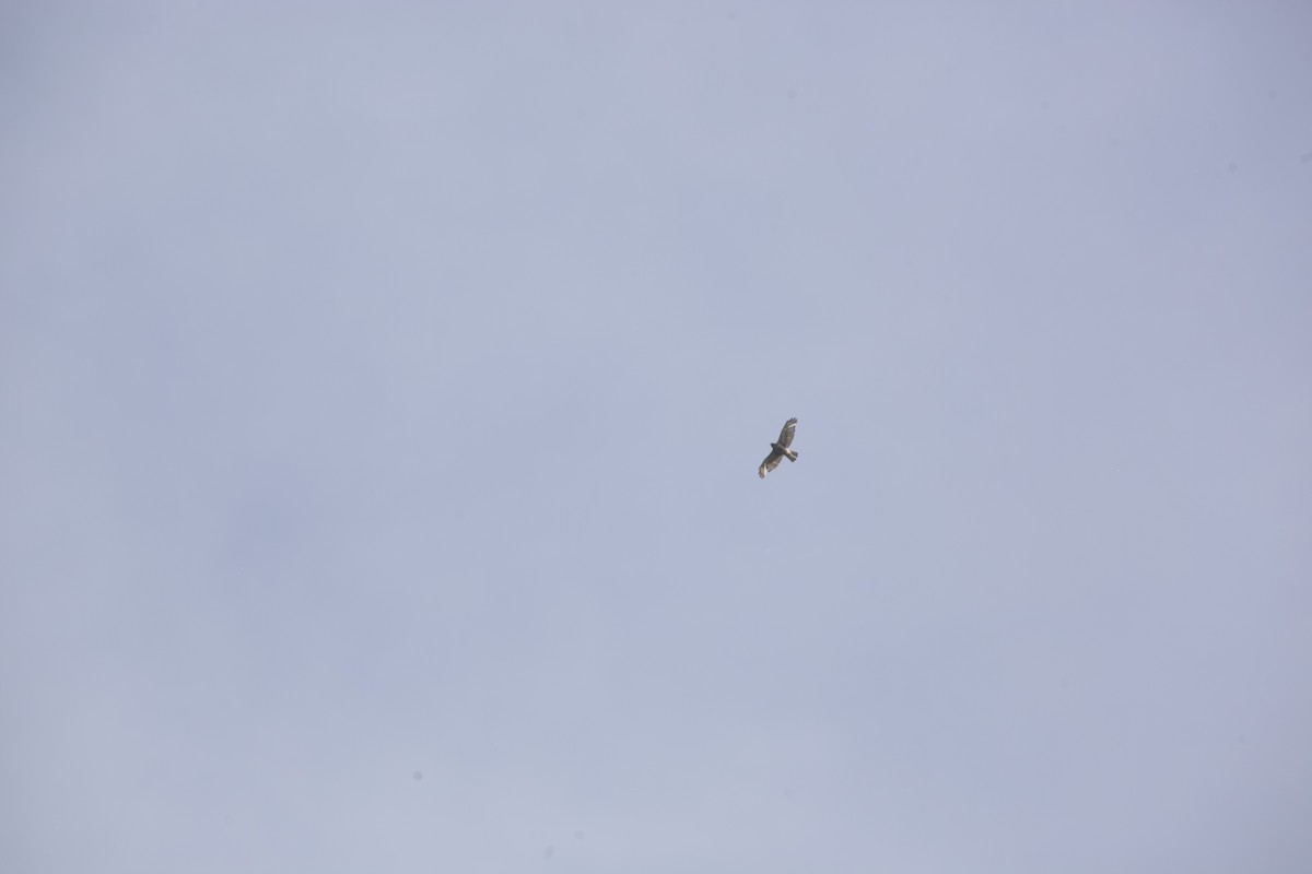 Red-shouldered Hawk - Paul Miller