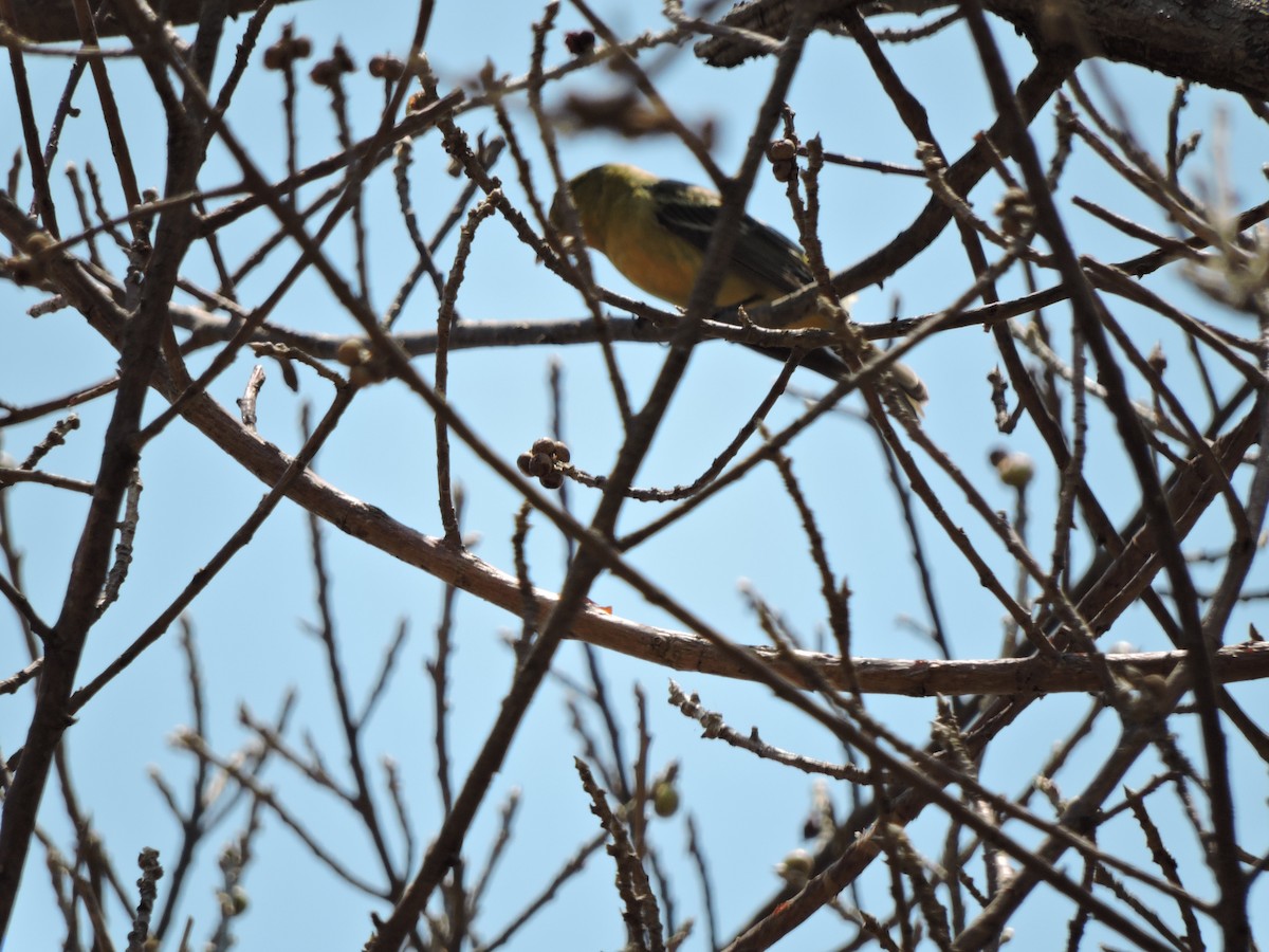 tanager sp. (Piranga sp.) - ML619564313