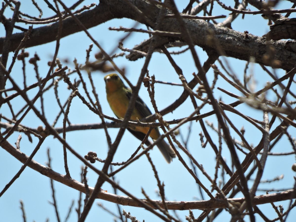 tanager sp. (Piranga sp.) - Francisco J. Muñoz Nolasco