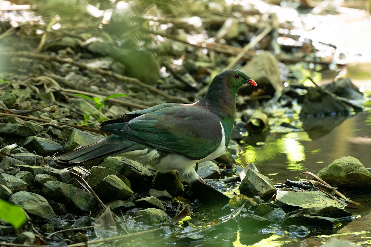 Carpophage de Nouvelle-Zélande - ML619564315