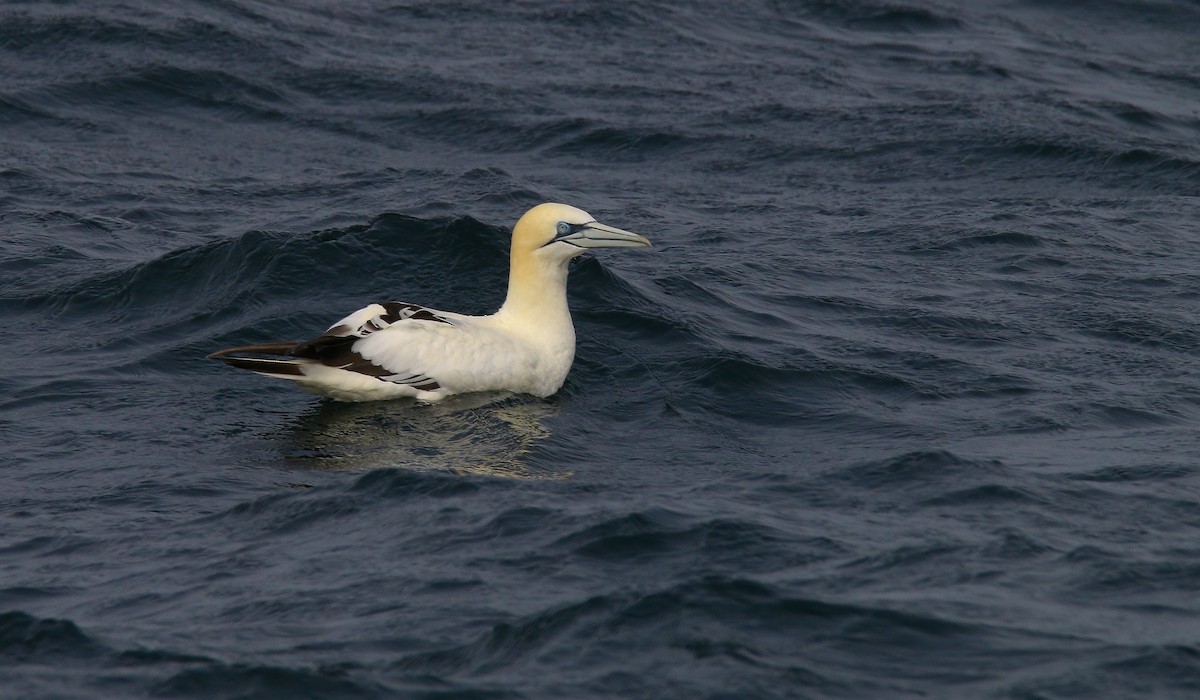 Northern Gannet - Devin Griffiths