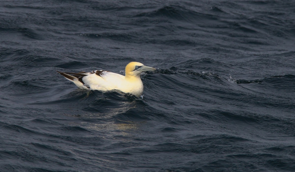 Northern Gannet - Devin Griffiths