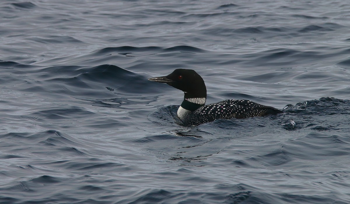 Common Loon - Devin Griffiths