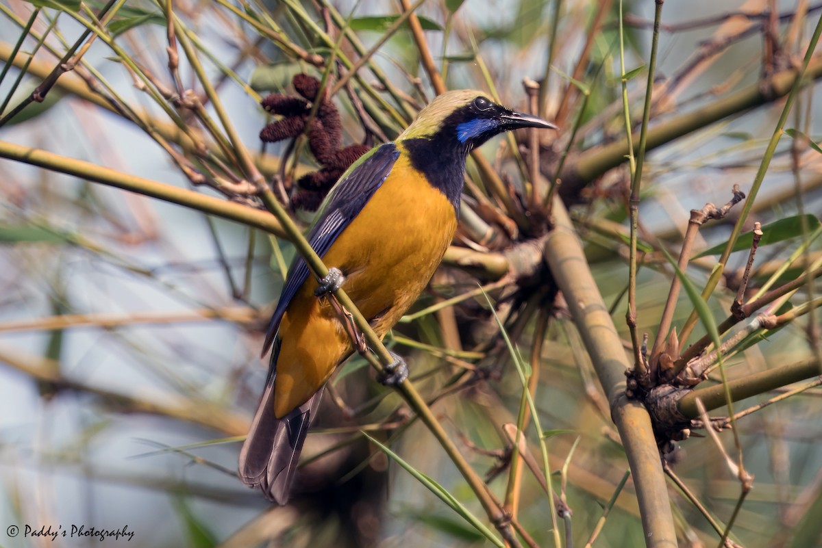 Orange-bellied Leafbird - Padmanav Kundu