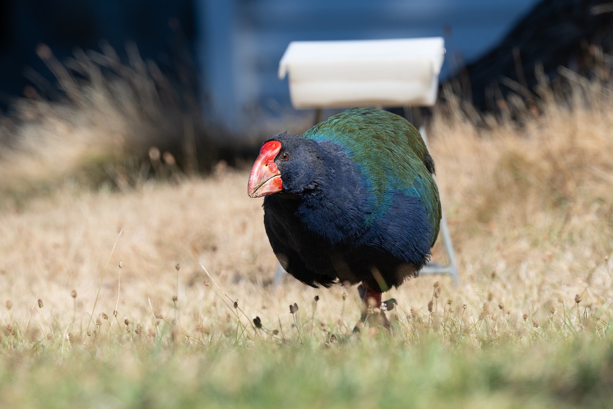 South Island Takahe - Miguel  Mejias