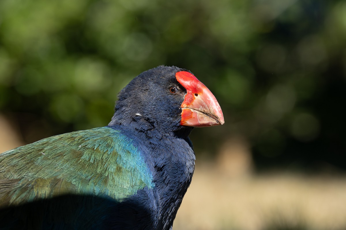 South Island Takahe - Miguel  Mejias