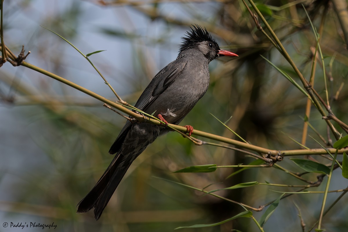 Black Bulbul - Padmanav Kundu