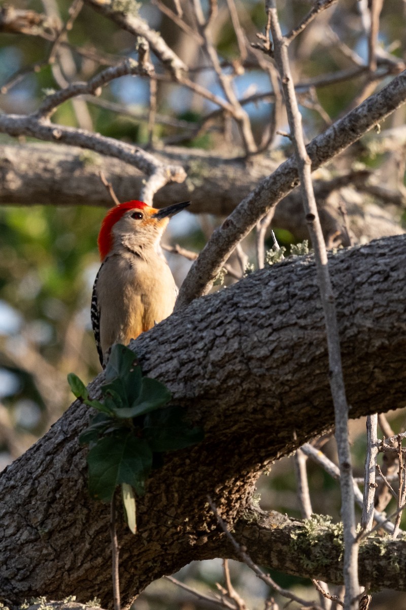 Red-bellied Woodpecker - John Swenson