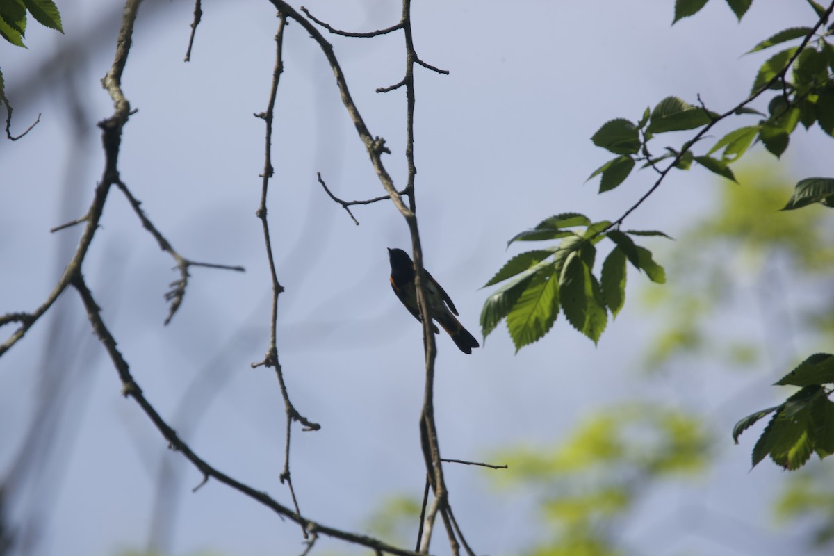 American Redstart - Paul Miller