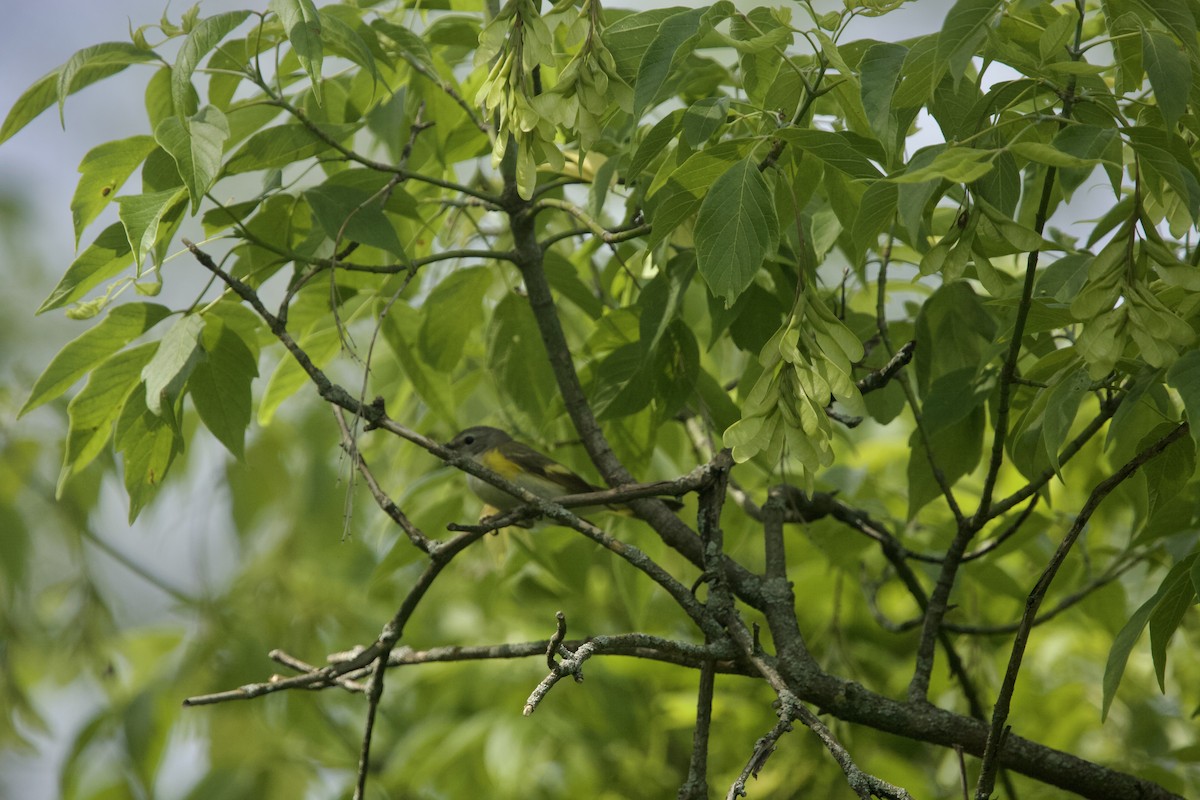 American Redstart - Paul Miller