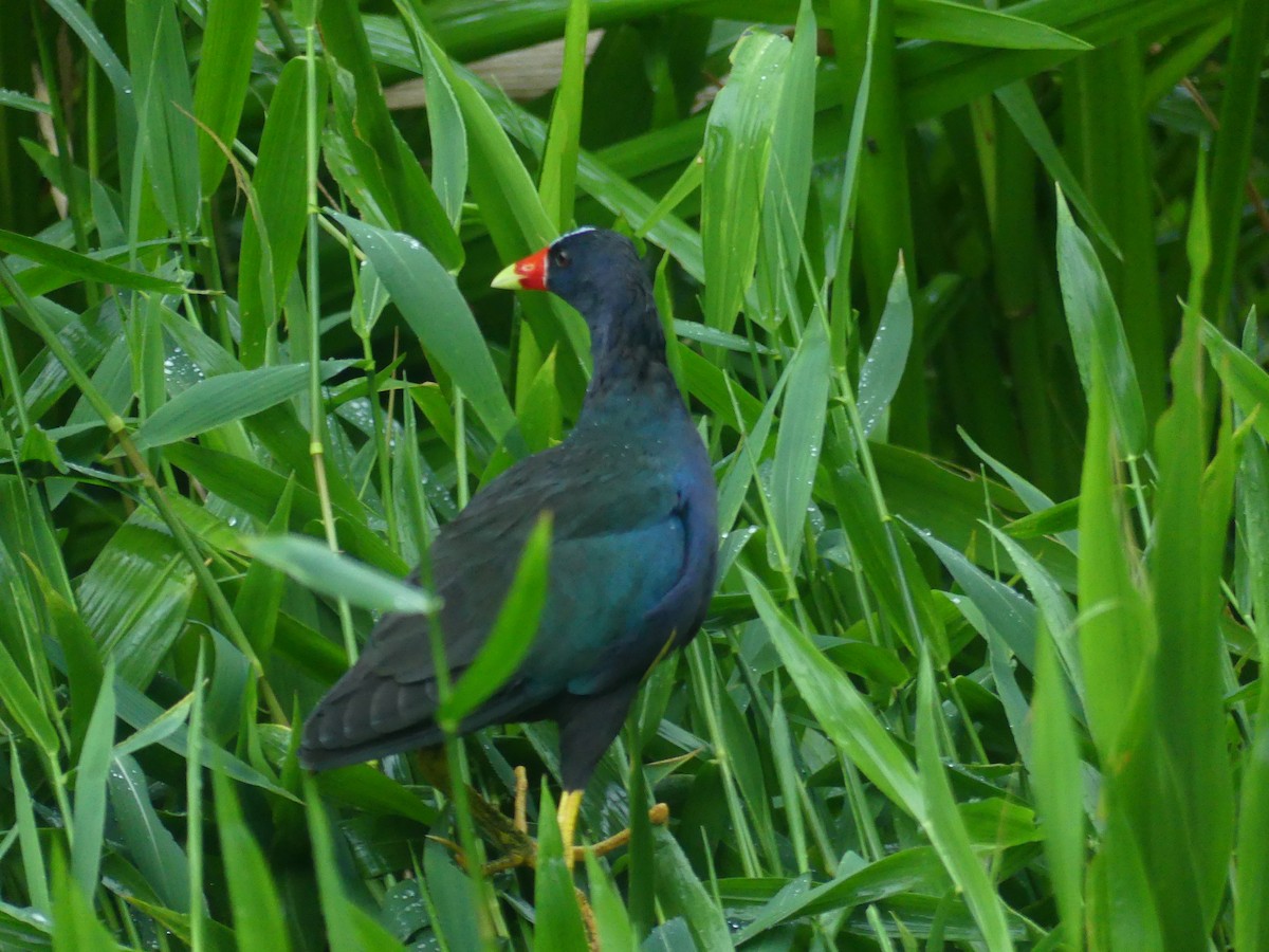 Purple Gallinule - Joan Albalat Abella