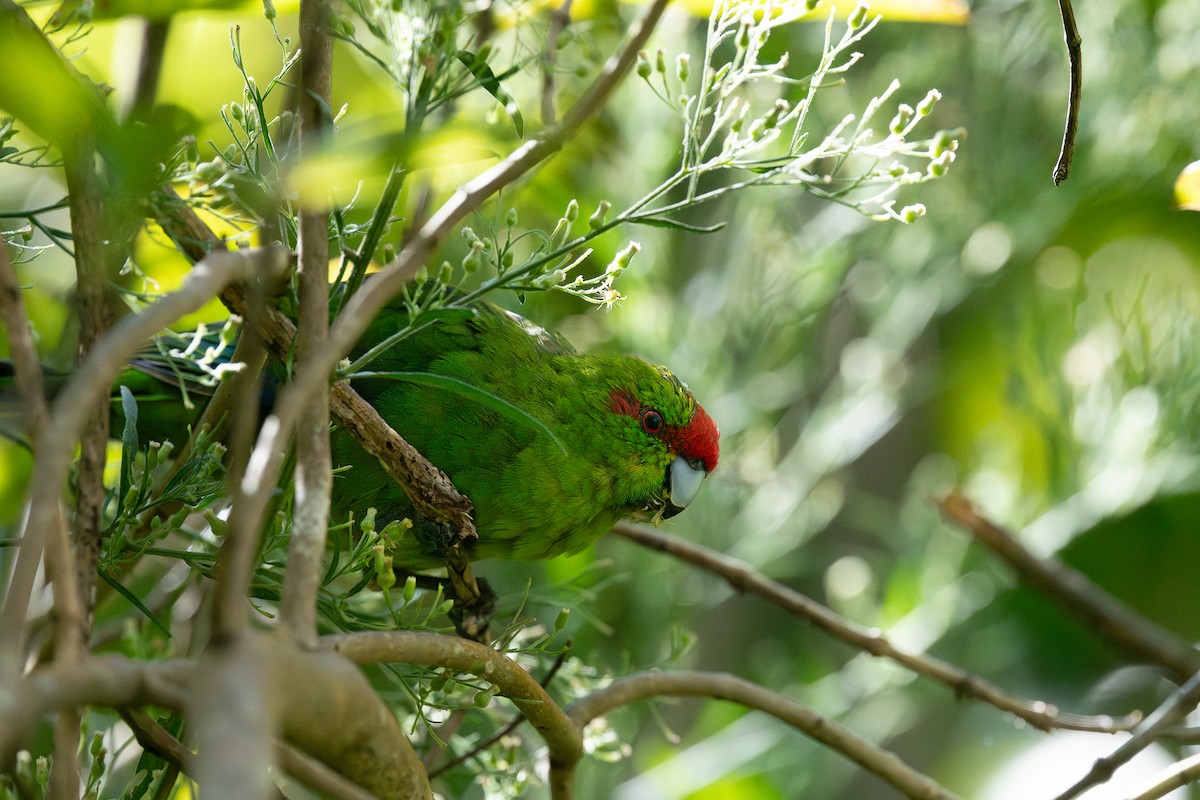 Red-crowned Parakeet - Miguel  Mejias