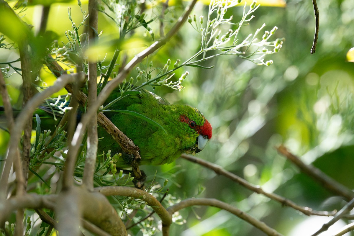 Perico Maorí Cabecirrojo - ML619564345