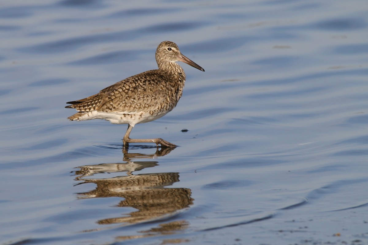 Willet - ML619564353