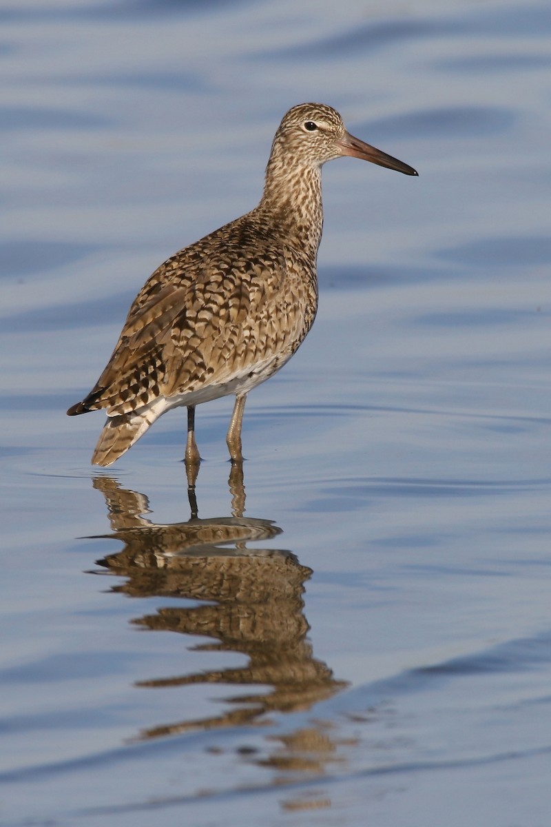 Willet - ML619564356