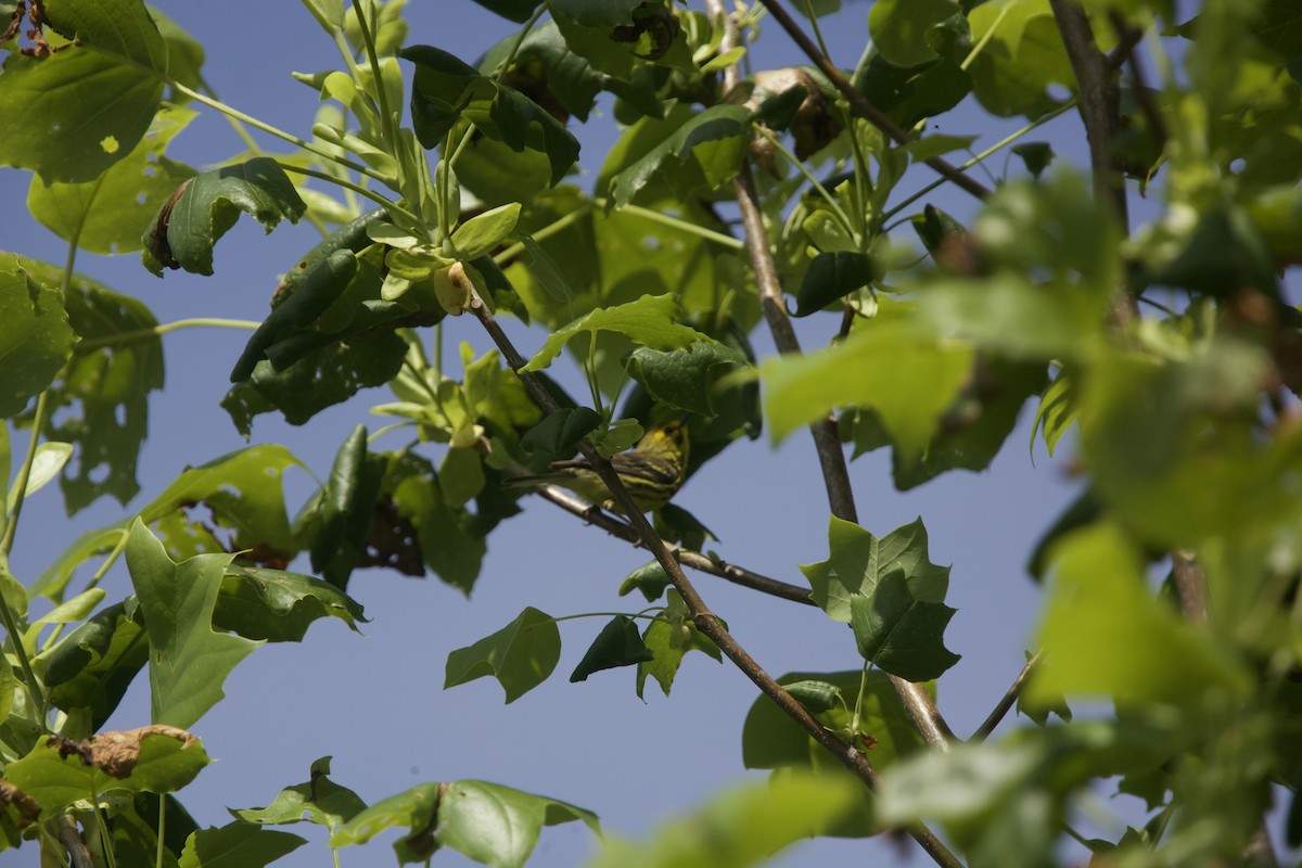 Prairie Warbler - Paul Miller