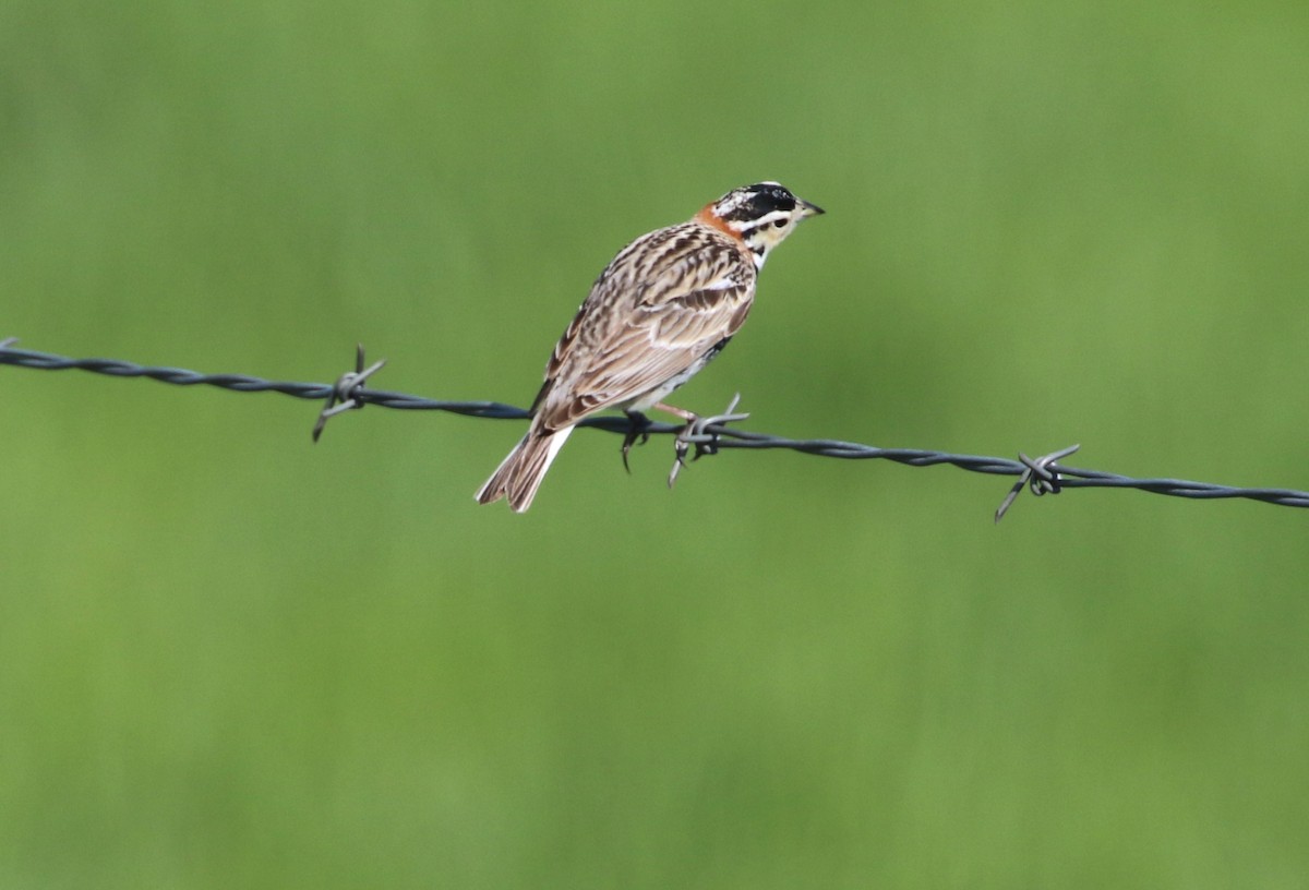 Chestnut-collared Longspur - Don Weidl