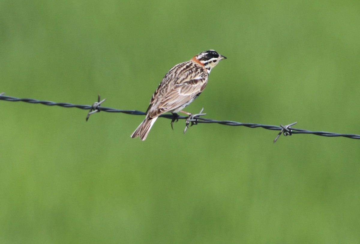 Chestnut-collared Longspur - ML619564361